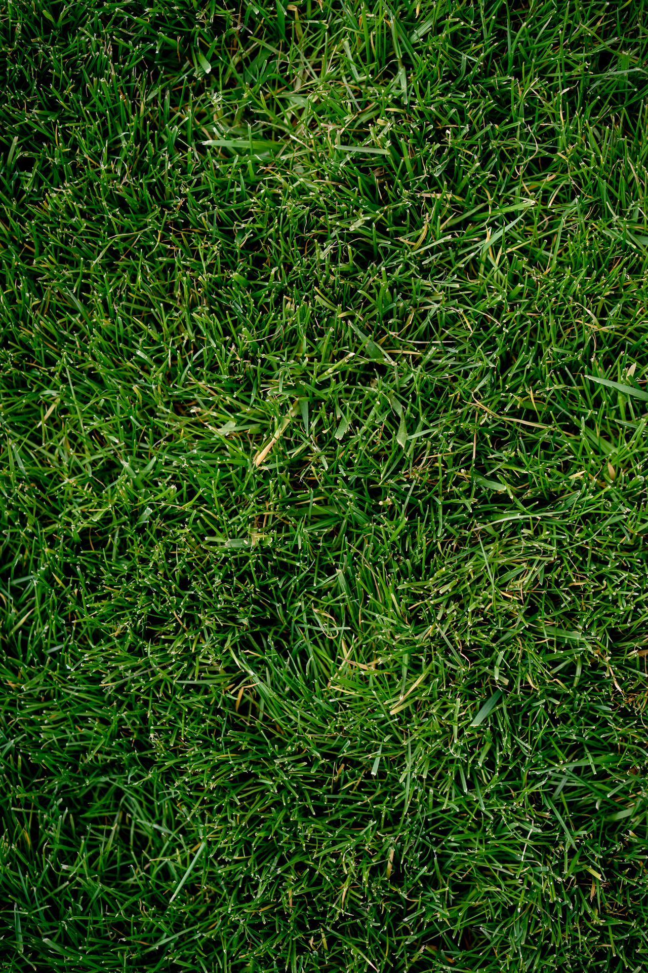 Close-up of synthetic turf blades and infill