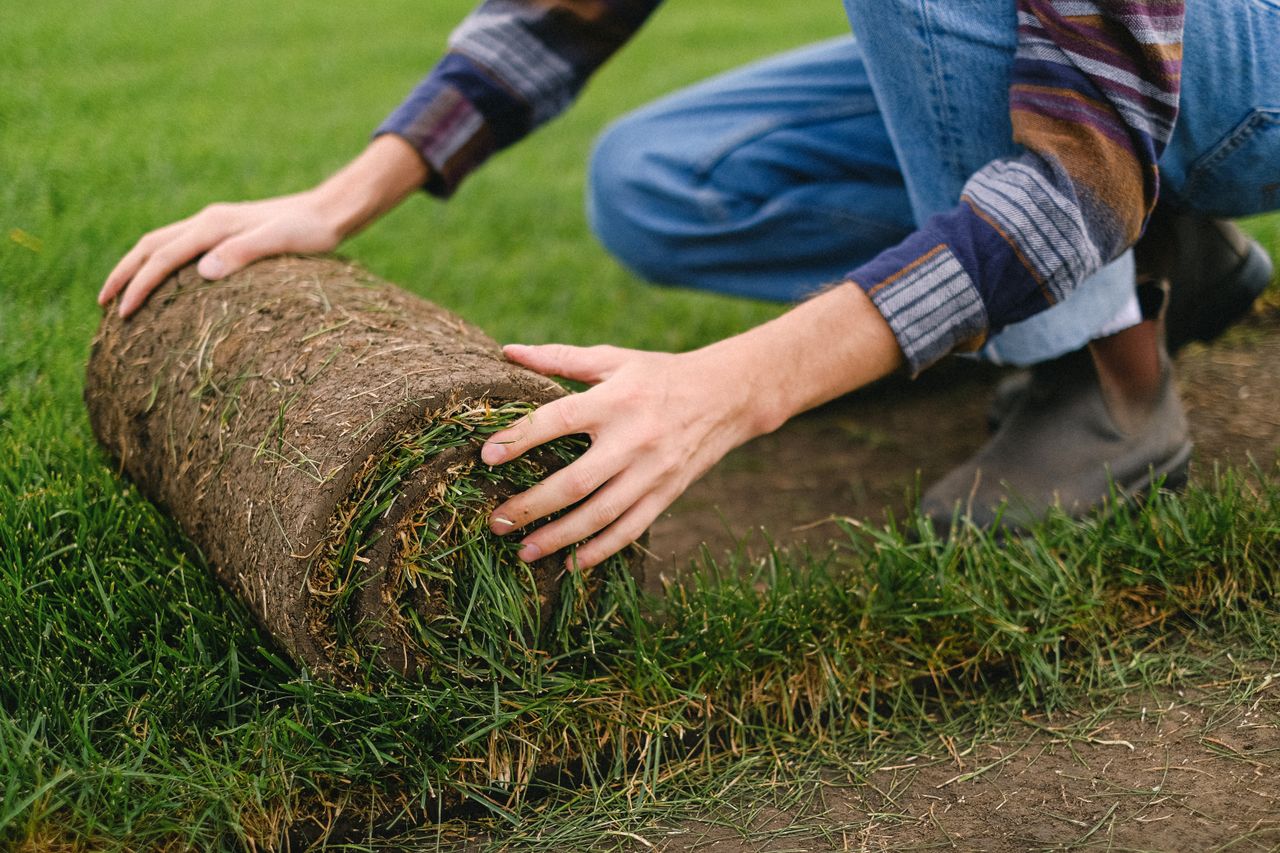 A worker unrolling a length of turf