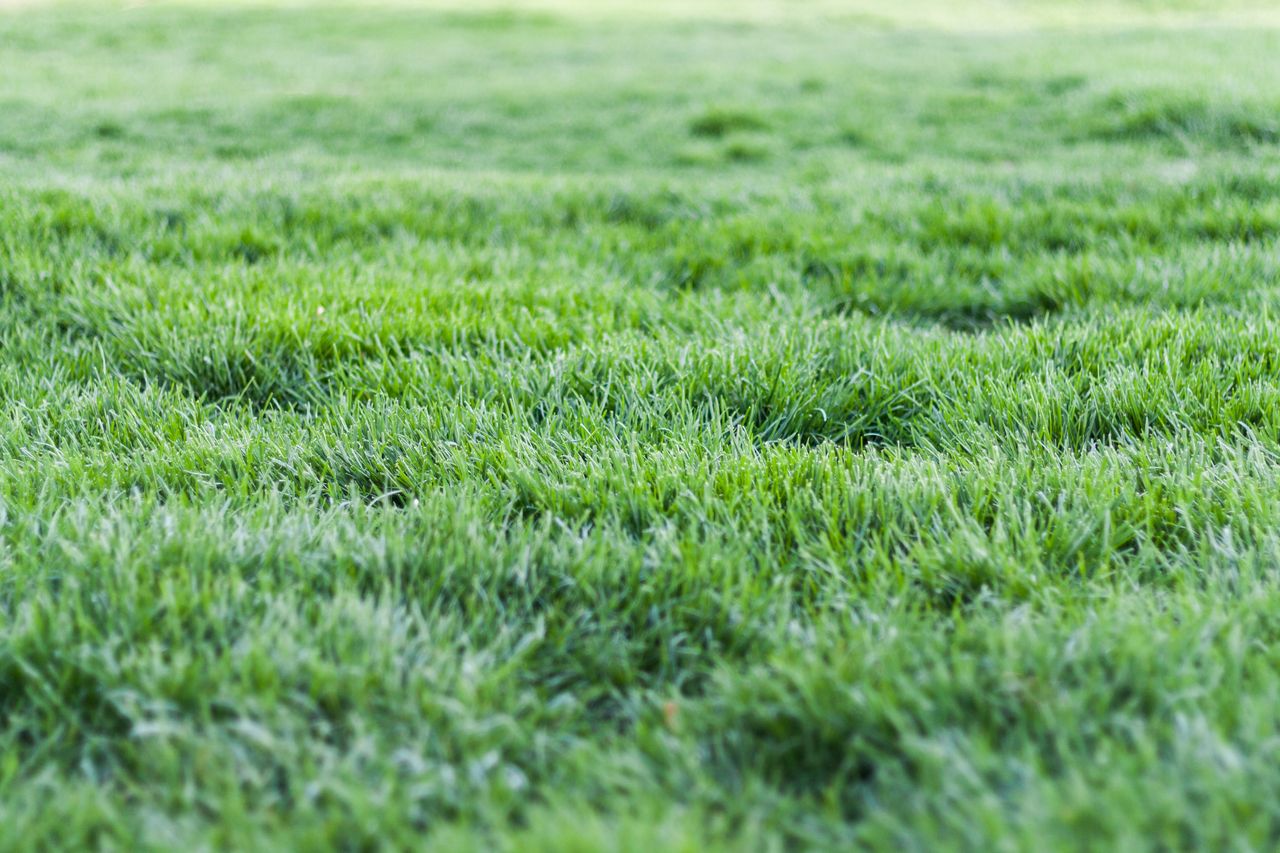 A landscaped artificial-turf lawn