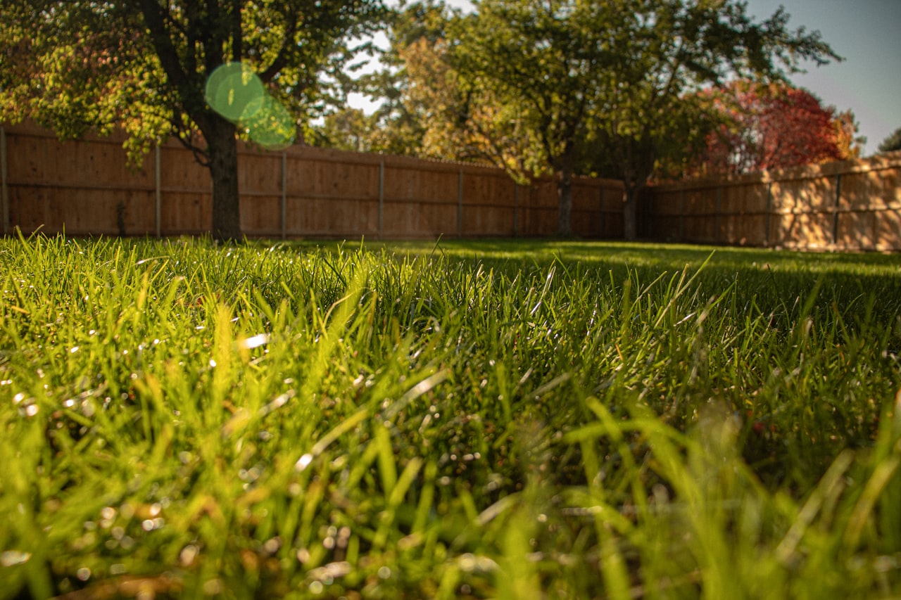 A tidy grassy backyard with a tree and fence